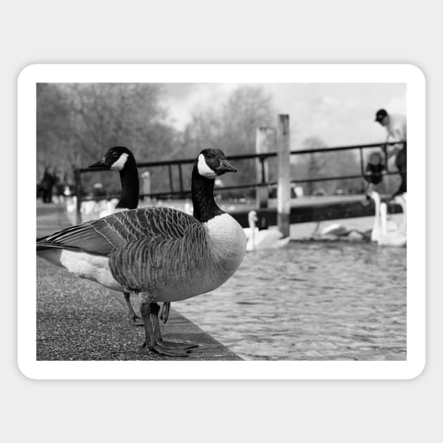 A couple of Canadian Geese on river Thames embankment in Windsor, Berkshire, England Sticker by fantastic-designs